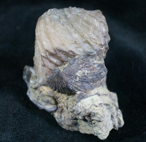Platystrophia Brachiopod Fossil From Kentucky #6615